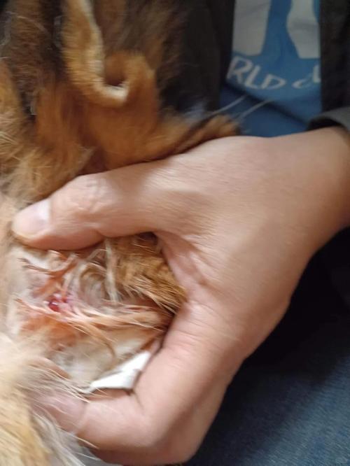 狗狗皮肤病打什么针，狗狗皮肤病打什么针剂？