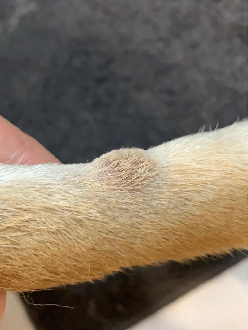 狗狗皮肤病打什么针，狗狗皮肤病打什么针剂？-第2张图片-后鲨宠物