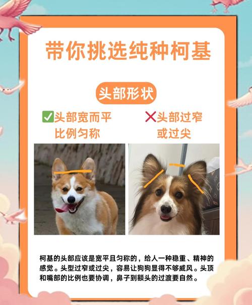 怎么看狗狗的品种,如何看狗狗的品种-第1张图片-后鲨宠物 怎么看狗狗的品种,如何看狗狗的品种-第1张图片-后鲨宠物