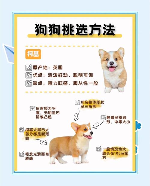 怎么看狗狗的品种,如何看狗狗的品种-第3张图片-后鲨宠物 怎么看狗狗的品种,如何看狗狗的品种-第3张图片-后鲨宠物