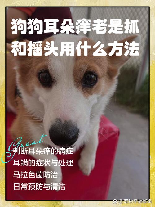 狗狗耳朵痒用什么药比较好,狗耳朵痒买什么药-第2张图片-后鲨宠物 狗狗耳朵痒用什么药比较好,狗耳朵痒买什么药-第2张图片-后鲨宠物