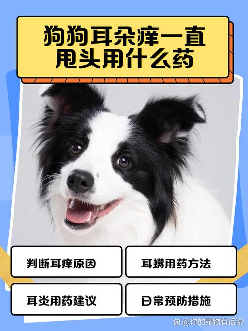狗狗耳朵痒用什么药比较好,狗耳朵痒买什么药-第6张图片-后鲨宠物 狗狗耳朵痒用什么药比较好,狗耳朵痒买什么药-第6张图片-后鲨宠物