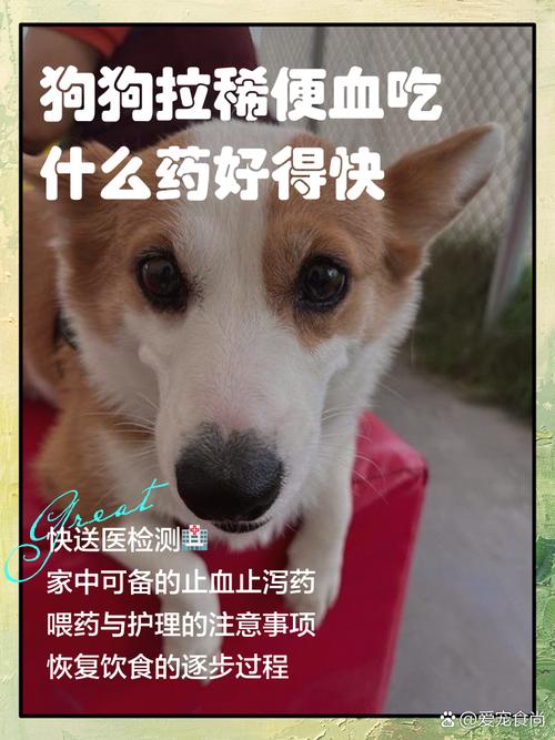 狗狗能吃云南白药吗_狗狗能喂云南白药吗-第3张图片-后鲨宠物 狗狗能吃云南白药吗_狗狗能喂云南白药吗-第3张图片-后鲨宠物