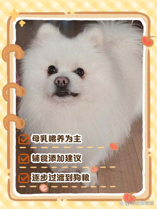 狗狗能吃吐司面包吗,狗狗可不可以吃吐司?-第4张图片-后鲨宠物 狗狗能吃吐司面包吗,狗狗可不可以吃吐司?-第4张图片-后鲨宠物