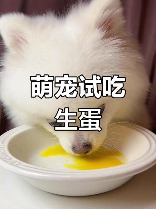 狗狗可以喝生鸡蛋吗，狗狗可以喝生鸡蛋吗有营养吗？-第3张图片-后鲨宠物