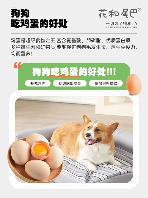 狗狗可以喝生鸡蛋吗，狗狗可以喝生鸡蛋吗有营养吗？-第5张图片-后鲨宠物