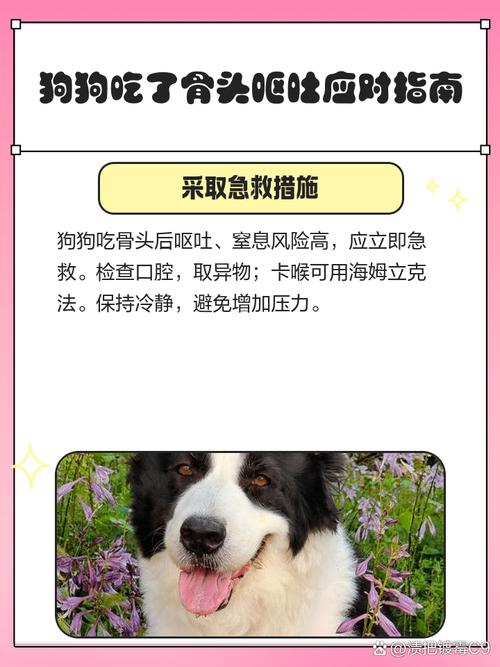 狗狗吃骨头吐了怎么办_狗狗吃骨头就吐骨头什么原因-第3张图片-后鲨宠物 狗狗吃骨头吐了怎么办_狗狗吃骨头就吐骨头什么原因-第3张图片-后鲨宠物