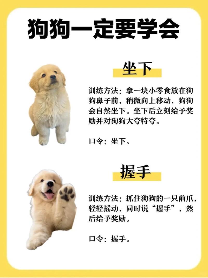 几个月的狗狗开始训练,几个月的狗狗可以开始训练?-第2张图片-后鲨宠物 几个月的狗狗开始训练,几个月的狗狗可以开始训练?-第2张图片-后鲨宠物