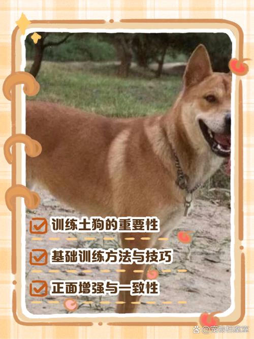 几个月的狗狗开始训练,几个月的狗狗可以开始训练?-第4张图片-后鲨宠物 几个月的狗狗开始训练,几个月的狗狗可以开始训练?-第4张图片-后鲨宠物