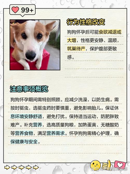 怎么看出来狗狗怀孕,怎么看狗狗怀孕没-第3张图片-后鲨宠物 怎么看出来狗狗怀孕,怎么看狗狗怀孕没-第3张图片-后鲨宠物