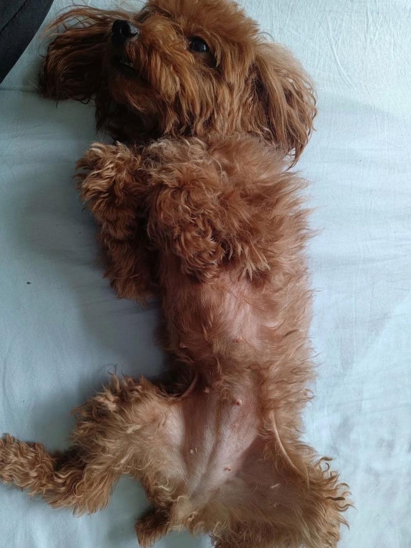 怎么看出来狗狗怀孕,怎么看狗狗怀孕没-第4张图片-后鲨宠物 怎么看出来狗狗怀孕,怎么看狗狗怀孕没-第4张图片-后鲨宠物