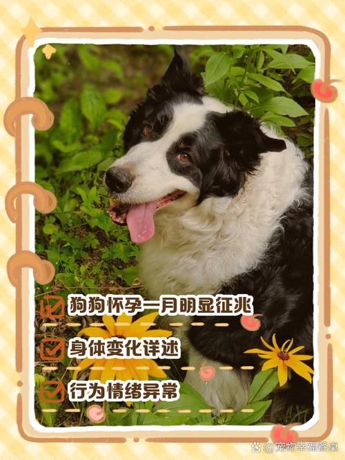 怎么看出来狗狗怀孕,怎么看狗狗怀孕没-第5张图片-后鲨宠物 怎么看出来狗狗怀孕,怎么看狗狗怀孕没-第5张图片-后鲨宠物