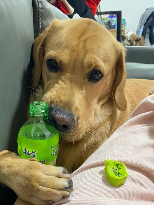 狗狗能喝绿茶吗,狗能不能喝绿茶-第4张图片-后鲨宠物 狗狗能喝绿茶吗,狗能不能喝绿茶-第4张图片-后鲨宠物