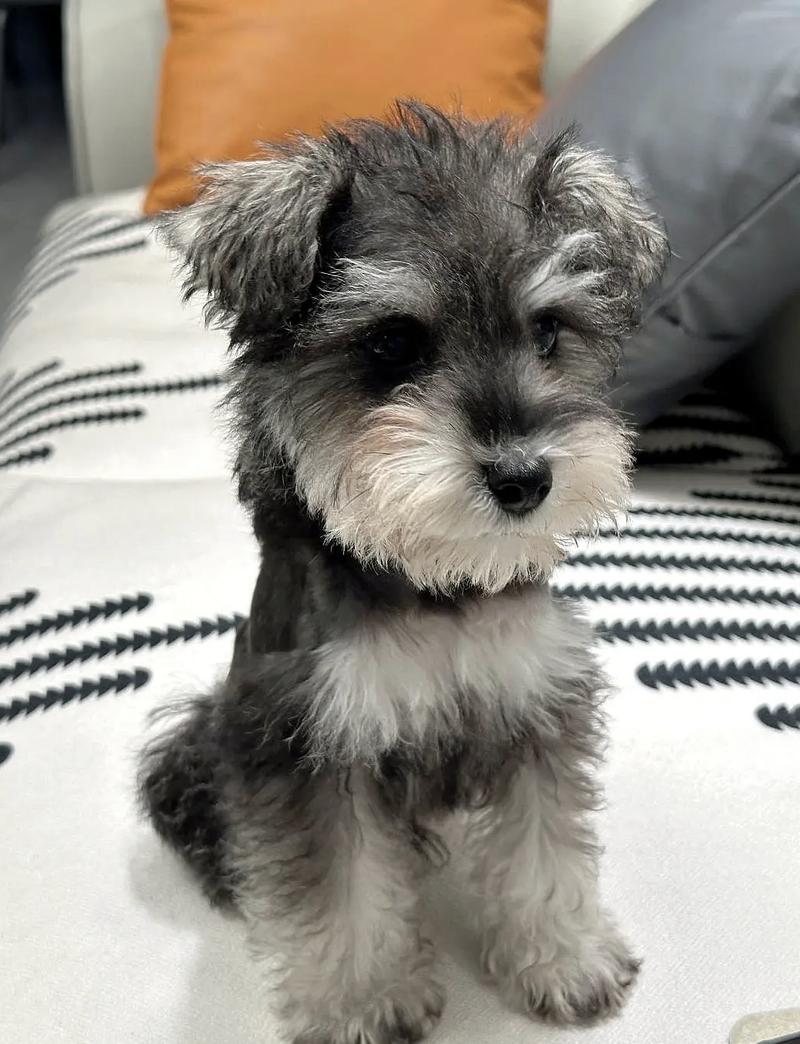 狗狗能喝绿茶吗,狗能不能喝绿茶-第5张图片-后鲨宠物 狗狗能喝绿茶吗,狗能不能喝绿茶-第5张图片-后鲨宠物