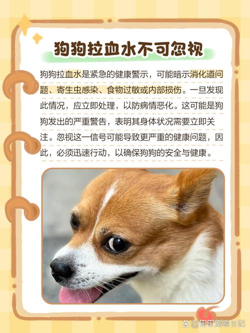 狗狗拉血水是怎么回事,狗狗拉出血水-第3张图片-后鲨宠物 狗狗拉血水是怎么回事,狗狗拉出血水-第3张图片-后鲨宠物