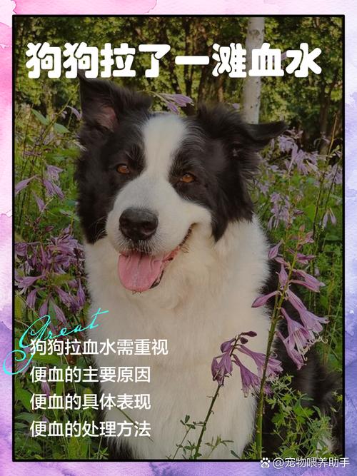 狗狗拉血水是怎么回事,狗狗拉出血水-第4张图片-后鲨宠物 狗狗拉血水是怎么回事,狗狗拉出血水-第4张图片-后鲨宠物