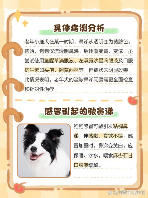 狗狗流脓鼻涕怎么办，狗狗流脓鼻涕怎么办最有效的方法？