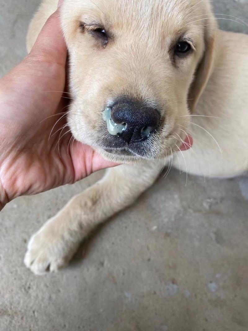 狗狗流脓鼻涕怎么办,狗狗流脓鼻涕怎么办最有效的方法?-第3张图片-后鲨宠物 狗狗流脓鼻涕怎么办,狗狗流脓鼻涕怎么办最有效的方法?-第3张图片-后鲨宠物