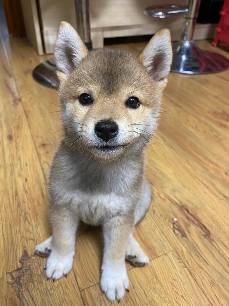 狗狗流脓鼻涕怎么办,狗狗流脓鼻涕怎么办最有效的方法?-第4张图片-后鲨宠物 狗狗流脓鼻涕怎么办,狗狗流脓鼻涕怎么办最有效的方法?-第4张图片-后鲨宠物