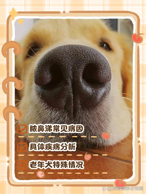 狗狗流脓鼻涕怎么办,狗狗流脓鼻涕怎么办最有效的方法?-第6张图片-后鲨宠物 狗狗流脓鼻涕怎么办,狗狗流脓鼻涕怎么办最有效的方法?-第6张图片-后鲨宠物