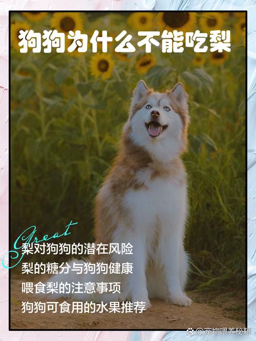 狗狗能吃梨子吗,狗狗能吃梨不?-第1张图片-后鲨宠物 狗狗能吃梨子吗,狗狗能吃梨不?-第1张图片-后鲨宠物