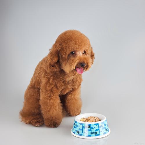 狗狗能吃梨子吗,狗狗能吃梨不?-第3张图片-后鲨宠物 狗狗能吃梨子吗,狗狗能吃梨不?-第3张图片-后鲨宠物