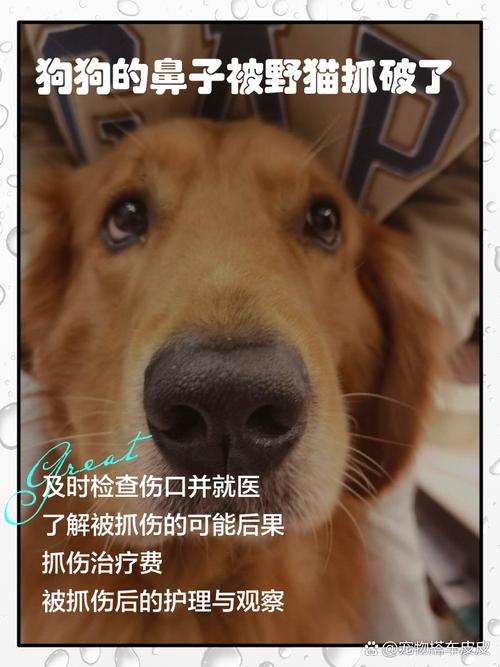 狗狗被野猫抓伤怎么办,狗狗被野猫抓出血会怎么样-第2张图片-后鲨宠物 狗狗被野猫抓伤怎么办,狗狗被野猫抓出血会怎么样-第2张图片-后鲨宠物