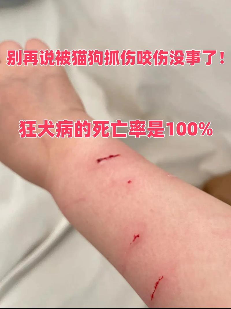 狗狗被野猫抓伤怎么办,狗狗被野猫抓出血会怎么样-第3张图片-后鲨宠物 狗狗被野猫抓伤怎么办,狗狗被野猫抓出血会怎么样-第3张图片-后鲨宠物