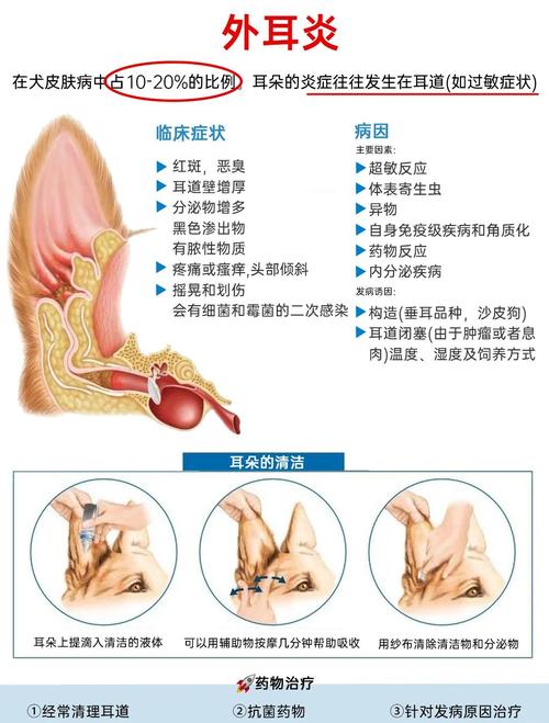 狗狗耳炎的症状有哪些_狗狗耳炎怎么治-第2张图片-后鲨宠物 狗狗耳炎的症状有哪些_狗狗耳炎怎么治-第2张图片-后鲨宠物