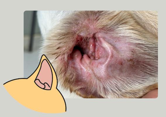 狗狗耳炎的症状有哪些_狗狗耳炎怎么治-第5张图片-后鲨宠物 狗狗耳炎的症状有哪些_狗狗耳炎怎么治-第5张图片-后鲨宠物