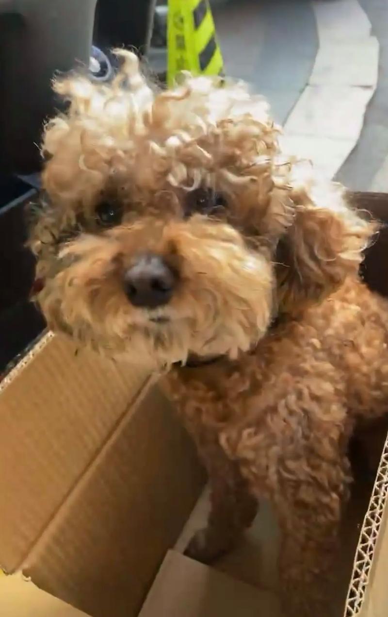 狗狗丢了会认新主人吗,狗走失了会一直找家吗?-第6张图片-后鲨宠物 狗狗丢了会认新主人吗,狗走失了会一直找家吗?-第6张图片-后鲨宠物