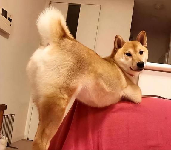 狗狗伸懒腰是什么意思,狗狗伸懒腰正常吗?-第5张图片-后鲨宠物 狗狗伸懒腰是什么意思,狗狗伸懒腰正常吗?-第5张图片-后鲨宠物