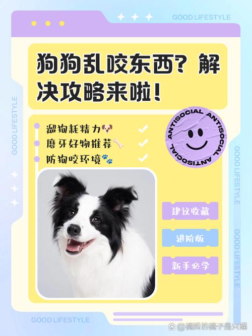 狗狗乱咬东西怎么办,狗狗乱咬东西正常吗-第1张图片-后鲨宠物 狗狗乱咬东西怎么办,狗狗乱咬东西正常吗-第1张图片-后鲨宠物