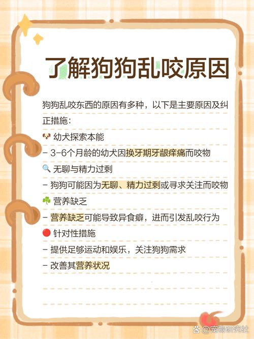 狗狗乱咬东西怎么办,狗狗乱咬东西正常吗-第5张图片-后鲨宠物 狗狗乱咬东西怎么办,狗狗乱咬东西正常吗-第5张图片-后鲨宠物