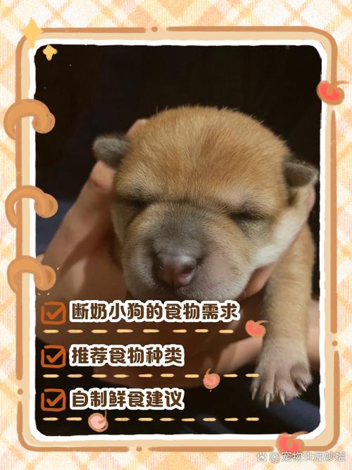 狗狗可以吃鸡翅吗，狗狗可以吃鸡翅吗?？-第1张图片-后鲨宠物