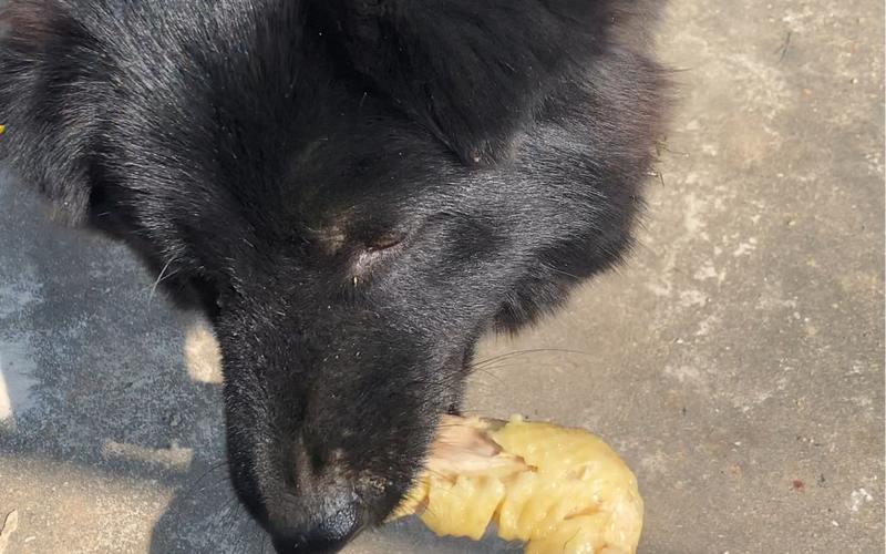 狗狗可以吃鸡翅吗，狗狗可以吃鸡翅吗?？-第4张图片-后鲨宠物