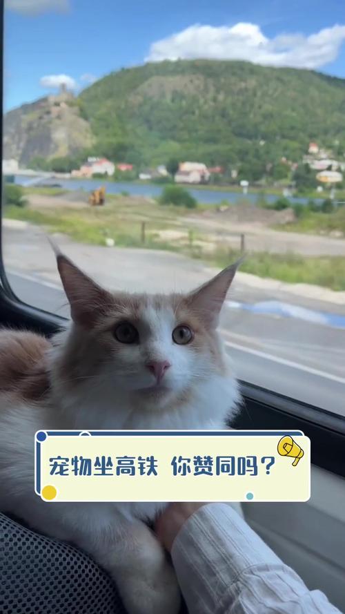 怎么带狗狗坐高铁,怎么带狗狗坐高铁出行-第2张图片-后鲨宠物 怎么带狗狗坐高铁,怎么带狗狗坐高铁出行-第2张图片-后鲨宠物