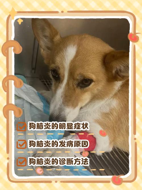 狗狗得脑炎能治好吗,狗狗得了脑炎-第1张图片-后鲨宠物 狗狗得脑炎能治好吗,狗狗得了脑炎-第1张图片-后鲨宠物