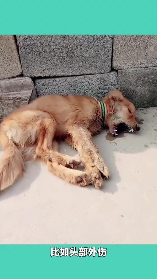 狗狗得脑炎能治好吗,狗狗得了脑炎-第2张图片-后鲨宠物 狗狗得脑炎能治好吗,狗狗得了脑炎-第2张图片-后鲨宠物