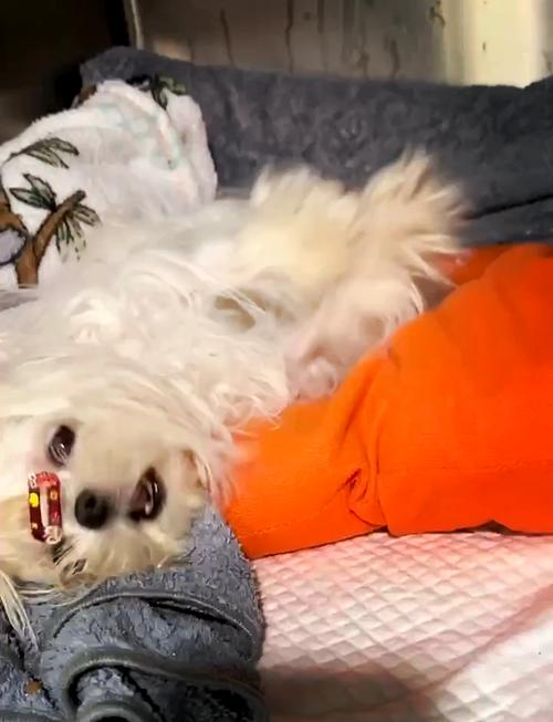 狗狗得脑炎能治好吗,狗狗得了脑炎-第4张图片-后鲨宠物 狗狗得脑炎能治好吗,狗狗得了脑炎-第4张图片-后鲨宠物