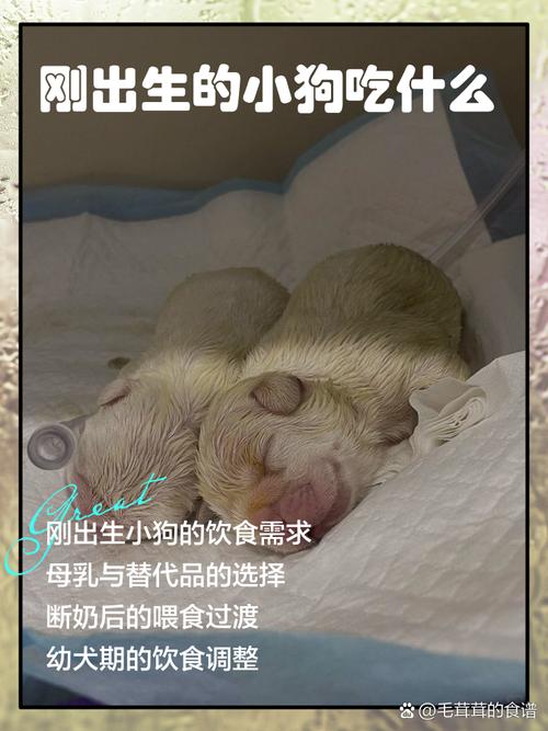 狗狗刚出生吃什么_狗狗刚出生可以吃什么-第1张图片-后鲨宠物 狗狗刚出生吃什么_狗狗刚出生可以吃什么-第1张图片-后鲨宠物
