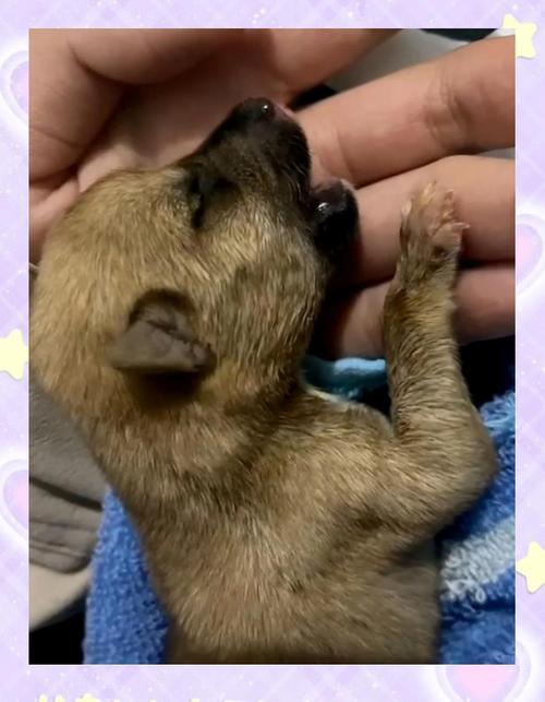 狗狗刚出生吃什么_狗狗刚出生可以吃什么-第2张图片-后鲨宠物 狗狗刚出生吃什么_狗狗刚出生可以吃什么-第2张图片-后鲨宠物