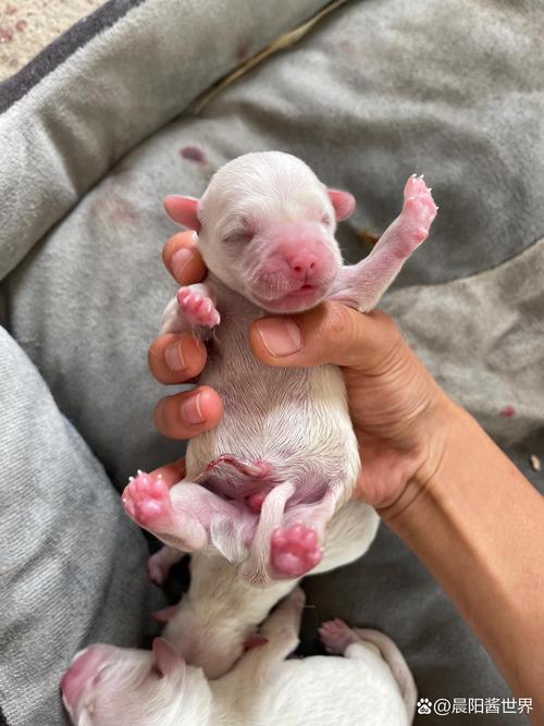 狗狗刚出生吃什么_狗狗刚出生可以吃什么-第3张图片-后鲨宠物 狗狗刚出生吃什么_狗狗刚出生可以吃什么-第3张图片-后鲨宠物