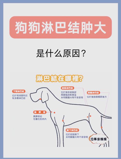  狗狗淋巴结肿大怎么治，狗狗淋巴结肿大会自愈吗-第2张图片-后鲨宠物