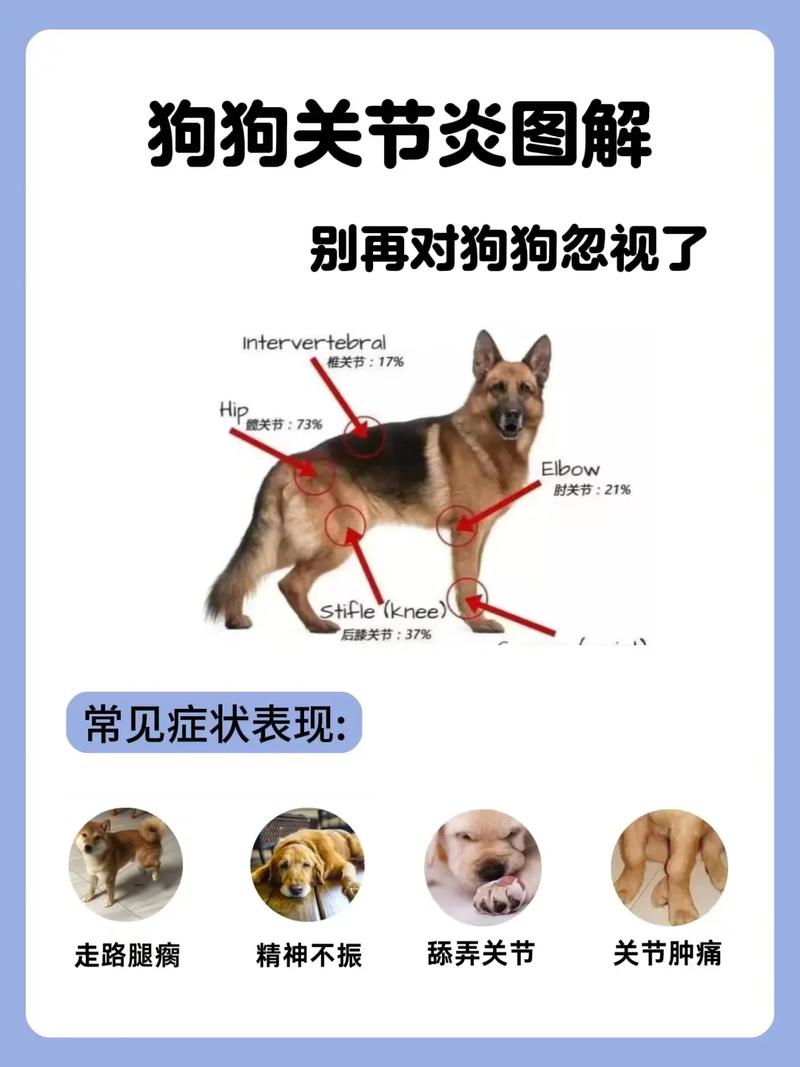 狗狗关节炎症状,狗狗关节炎的症状有哪些表现?-第1张图片-后鲨宠物 狗狗关节炎症状,狗狗关节炎的症状有哪些表现?-第1张图片-后鲨宠物