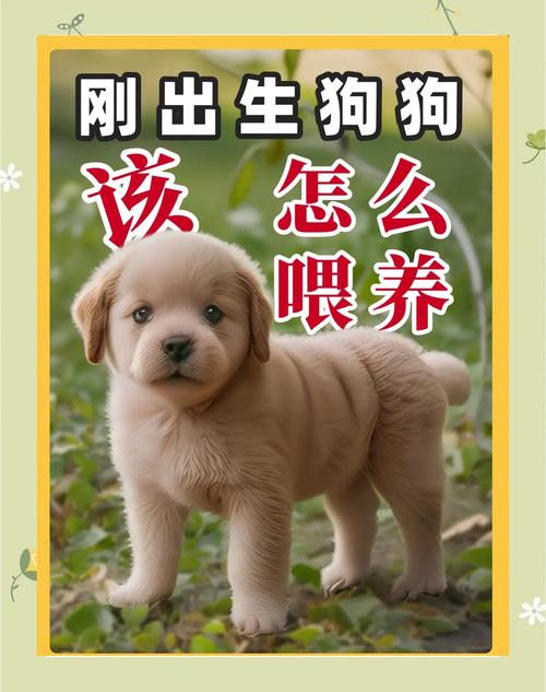 刚出生狗狗怎么养,刚出生的宠物狗怎么养?-第3张图片-后鲨宠物 刚出生狗狗怎么养,刚出生的宠物狗怎么养?-第3张图片-后鲨宠物