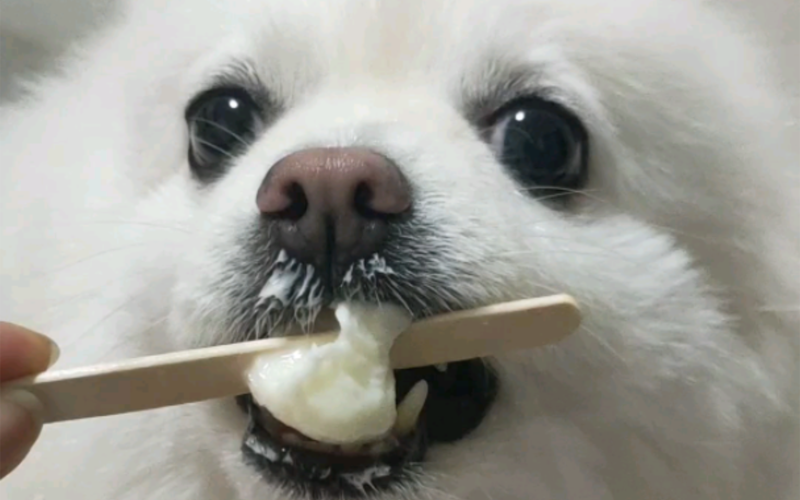 狗狗可以吃冰块吗,狗狗可以吃冰块吗为什么?-第1张图片-后鲨宠物 狗狗可以吃冰块吗,狗狗可以吃冰块吗为什么?-第1张图片-后鲨宠物