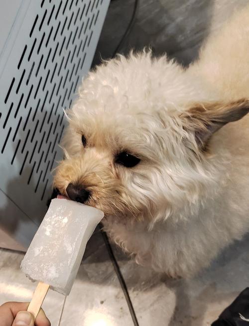 狗狗可以吃冰块吗,狗狗可以吃冰块吗为什么?-第5张图片-后鲨宠物 狗狗可以吃冰块吗,狗狗可以吃冰块吗为什么?-第5张图片-后鲨宠物