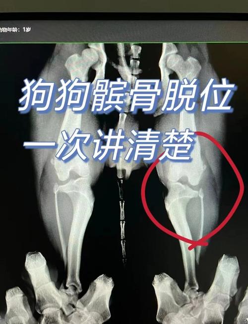 狗狗髌骨脱位症状,泰迪狗狗髌骨脱位症状?-第3张图片-后鲨宠物 狗狗髌骨脱位症状,泰迪狗狗髌骨脱位症状?-第3张图片-后鲨宠物
