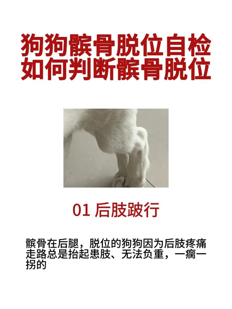 狗狗髌骨脱位症状,泰迪狗狗髌骨脱位症状?-第4张图片-后鲨宠物 狗狗髌骨脱位症状,泰迪狗狗髌骨脱位症状?-第4张图片-后鲨宠物